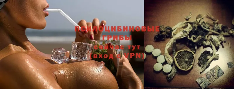 Галлюциногенные грибы Psilocybe  Змеиногорск 